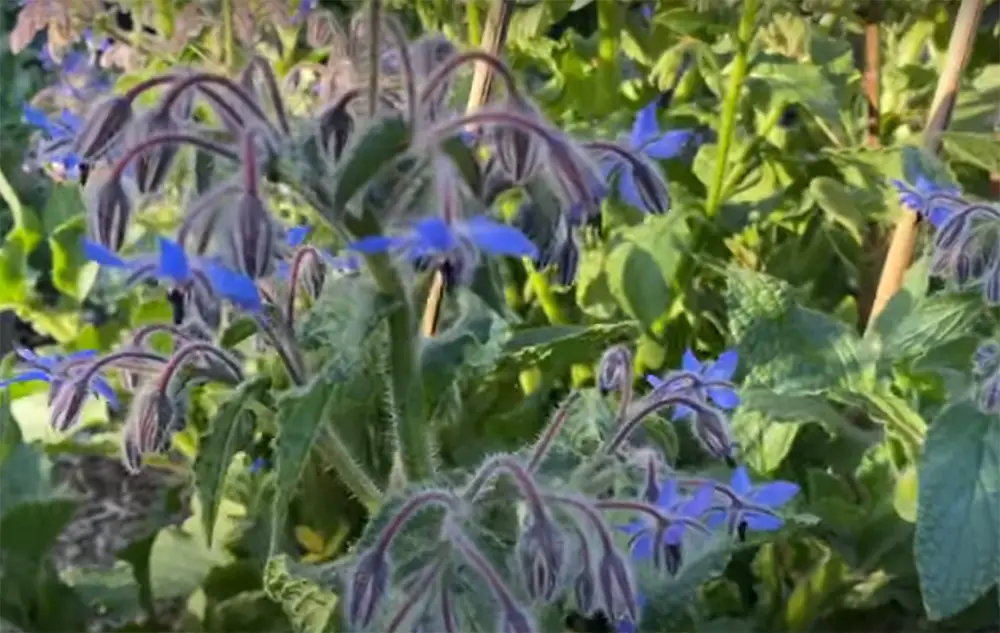 Why Does Borage Need Companion Plants?