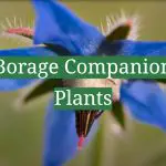 Borage Companion Plants