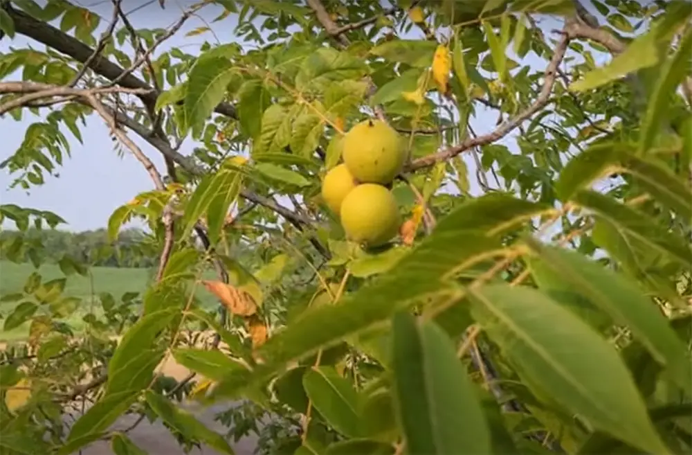 Black Walnut Trees