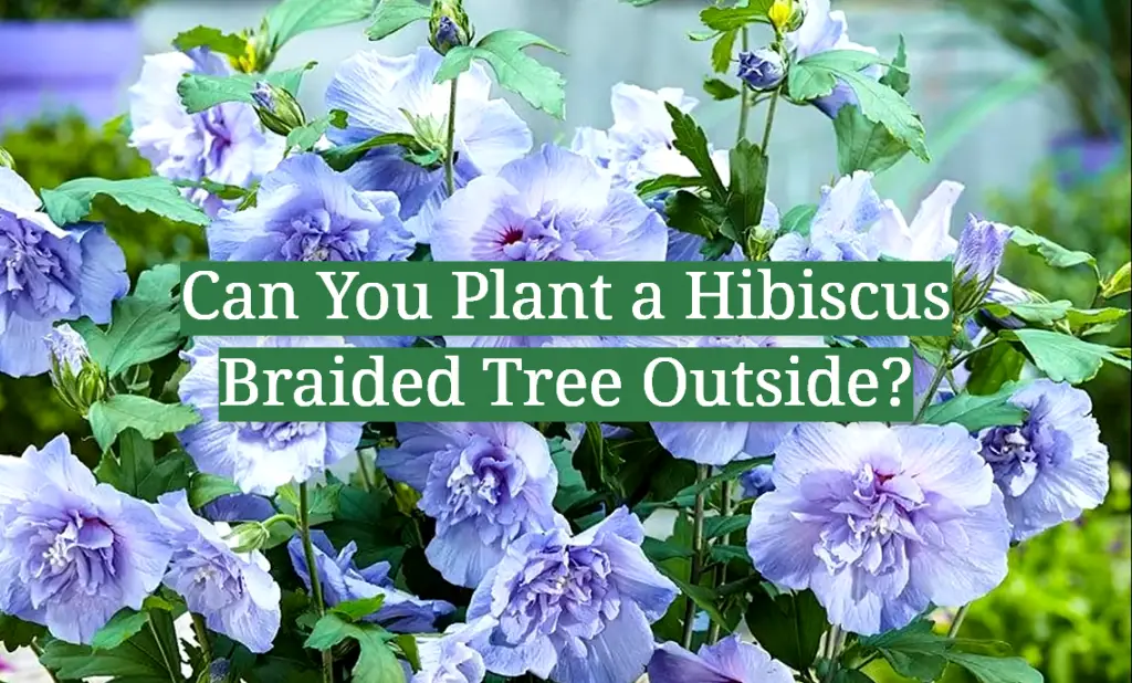 Can You Plant a Hibiscus Braided Tree Outside? GardenProfy