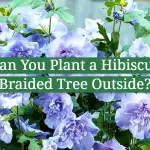Can You Plant a Hibiscus Braided Tree Outside?