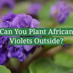 Can You Plant African Violets Outside?