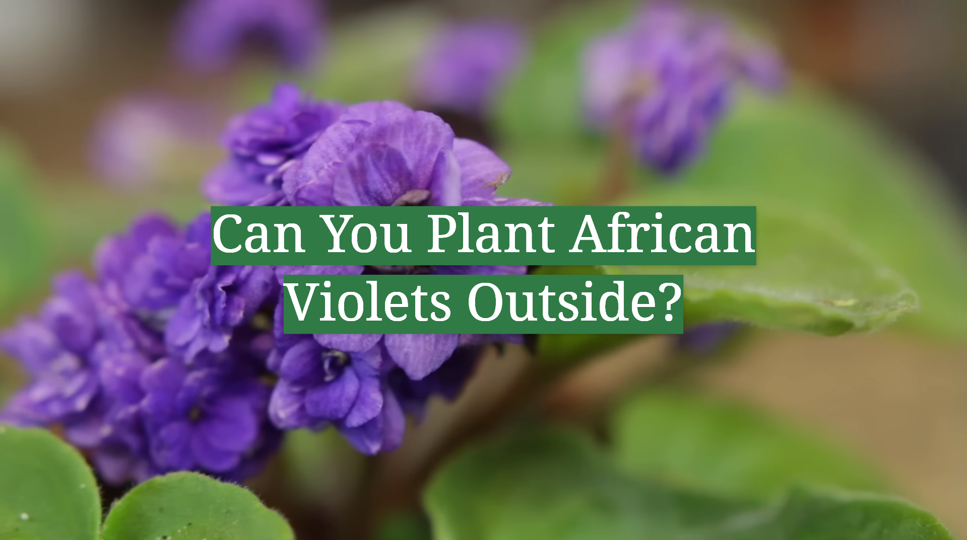 Can You Plant African Violets Outside? GardenProfy
