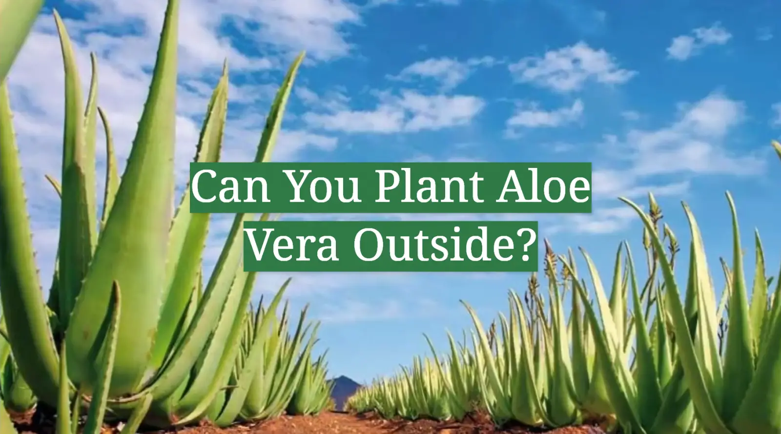 Can You Plant Aloe Vera Outside?