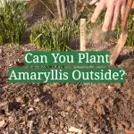 Can You Plant Amaryllis Outside?