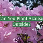 Can You Plant Azaleas Outside?