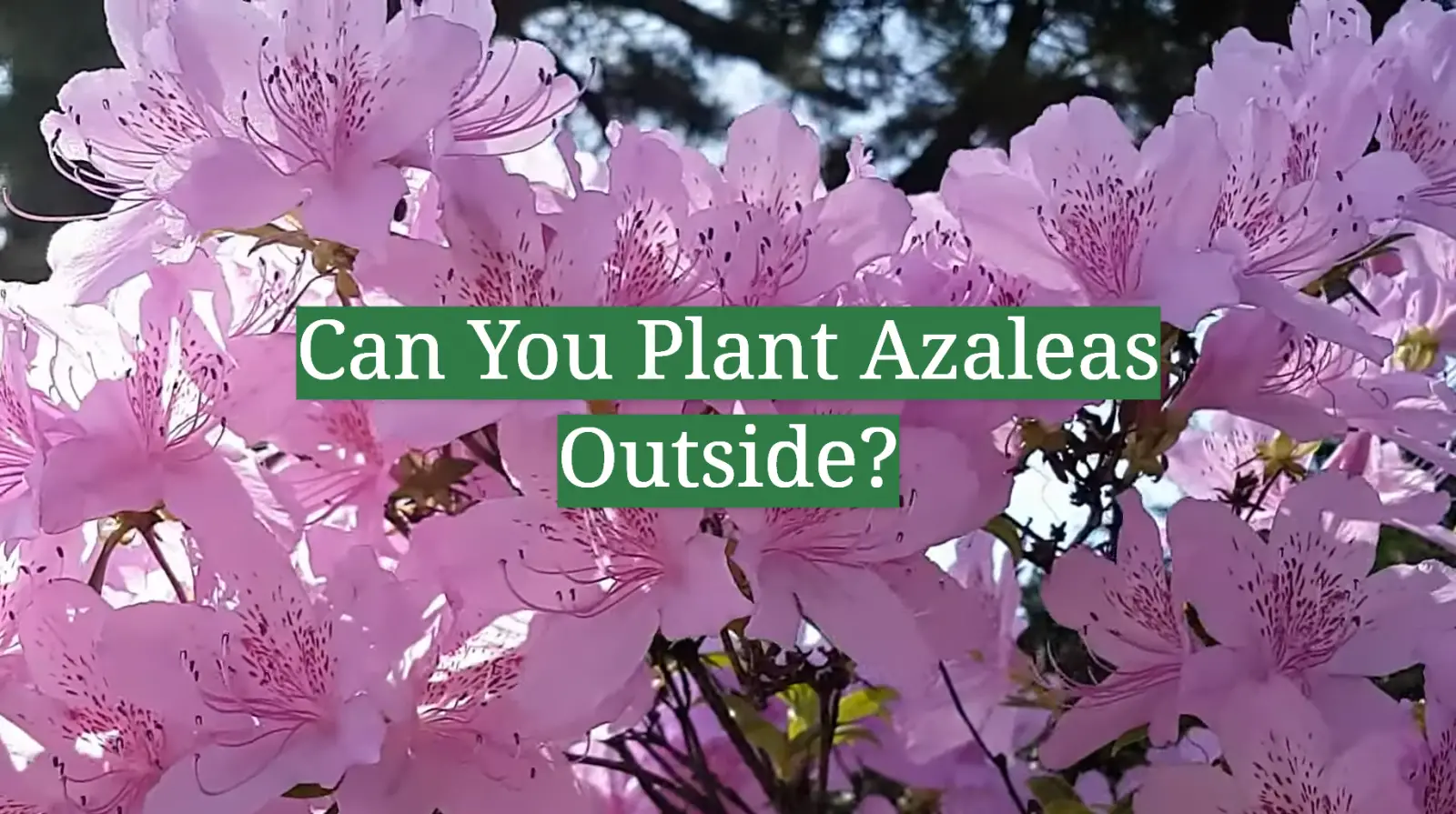 Can You Plant Azaleas Outside?