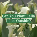 Can You Plant Calla Lilies Outside?