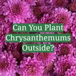 Can You Plant Chrysanthemums Outside?