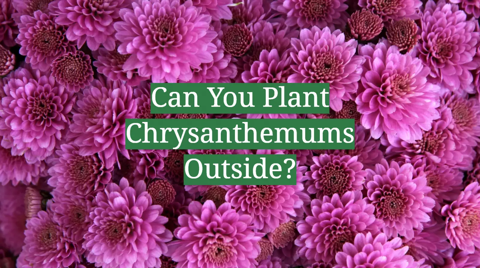 Can You Plant Chrysanthemums Outside?