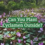 Can You Plant Cyclamen Outside?