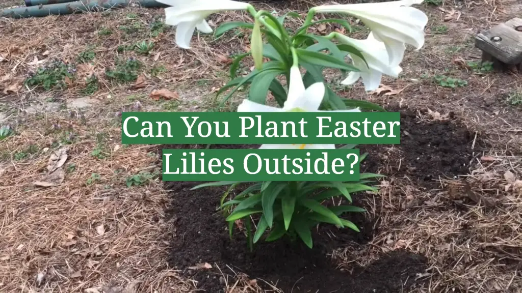Can You Plant Easter Lilies Outside? GardenProfy