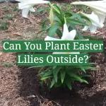 Can You Plant Easter Lilies Outside?