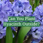 Can You Plant Hyacinth Outside?