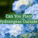 Can You Plant Hydrangeas Outside?