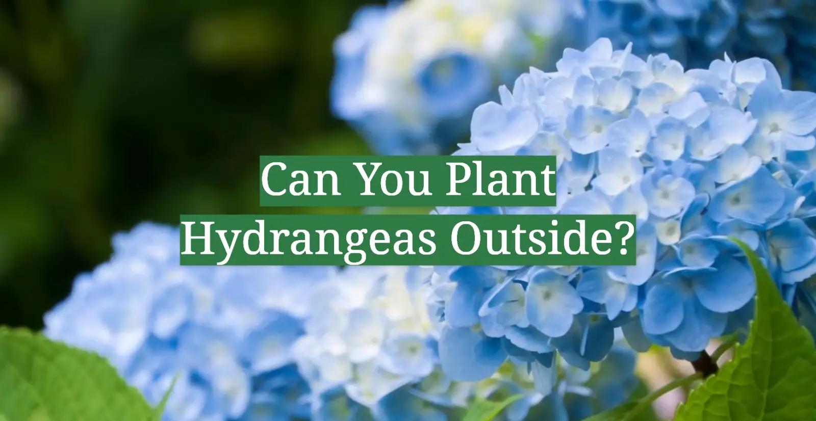 Can You Plant Hydrangeas Outside?