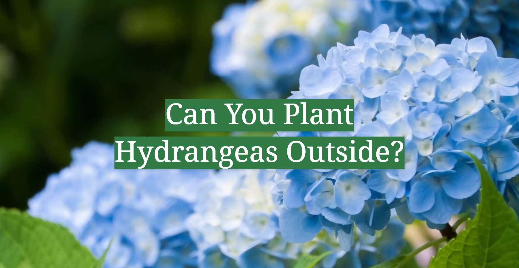 Can You Plant Hydrangeas Outside? - Gardenprofy