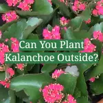 Can You Plant Kalanchoe Outside?