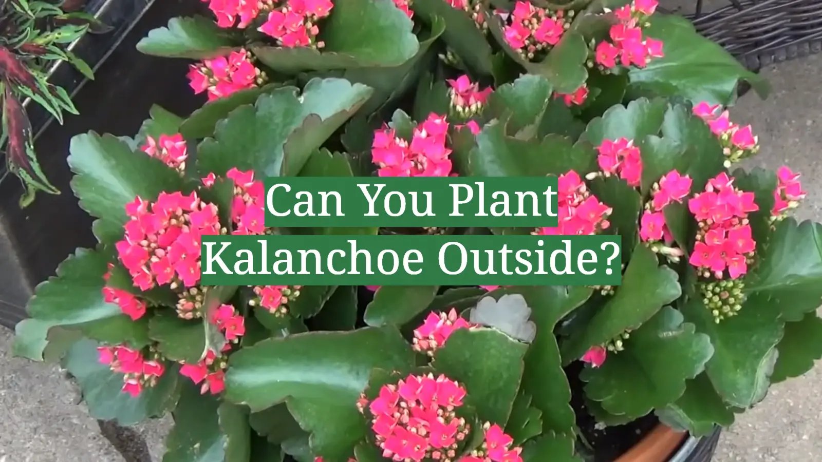 Can You Plant Kalanchoe Outside?