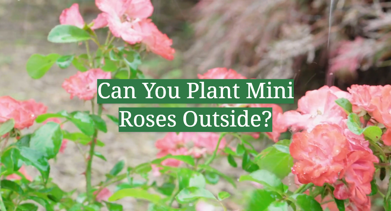 Can You Plant Mini Roses Outside? GardenProfy