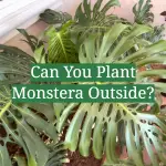 Can You Plant Monstera Outside?