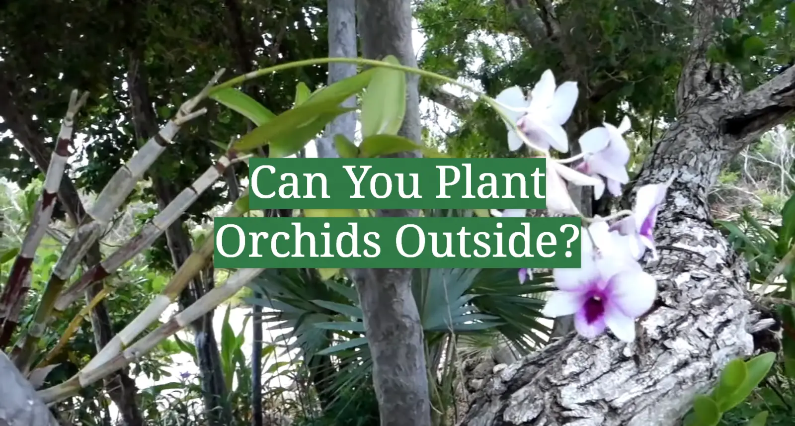 Can You Plant Orchids Outside?
