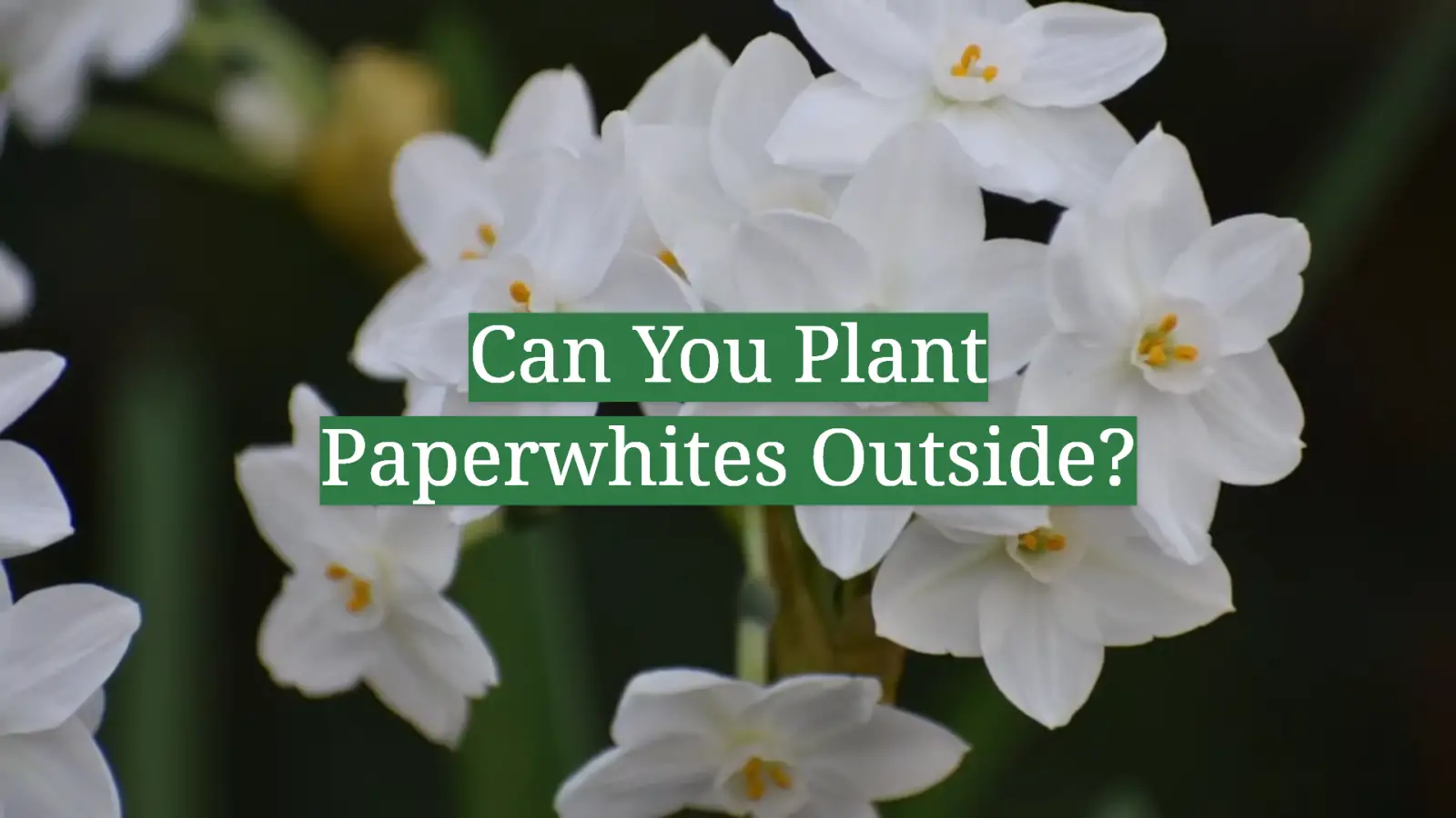 Can You Plant Paperwhites Outside?