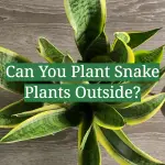 Can You Plant Snake Plants Outside?