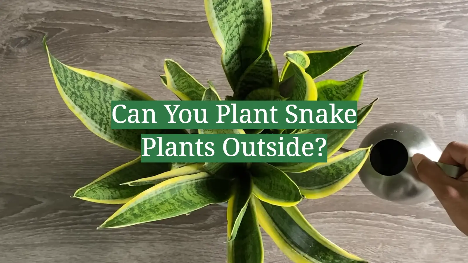 Can You Plant Snake Plants Outside?