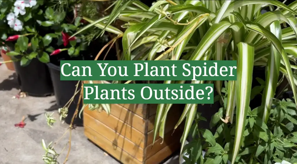 Can You Plant Spider Plants Outside? GardenProfy