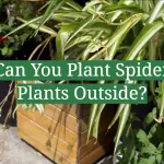 Can You Plant Spider Plants Outside?