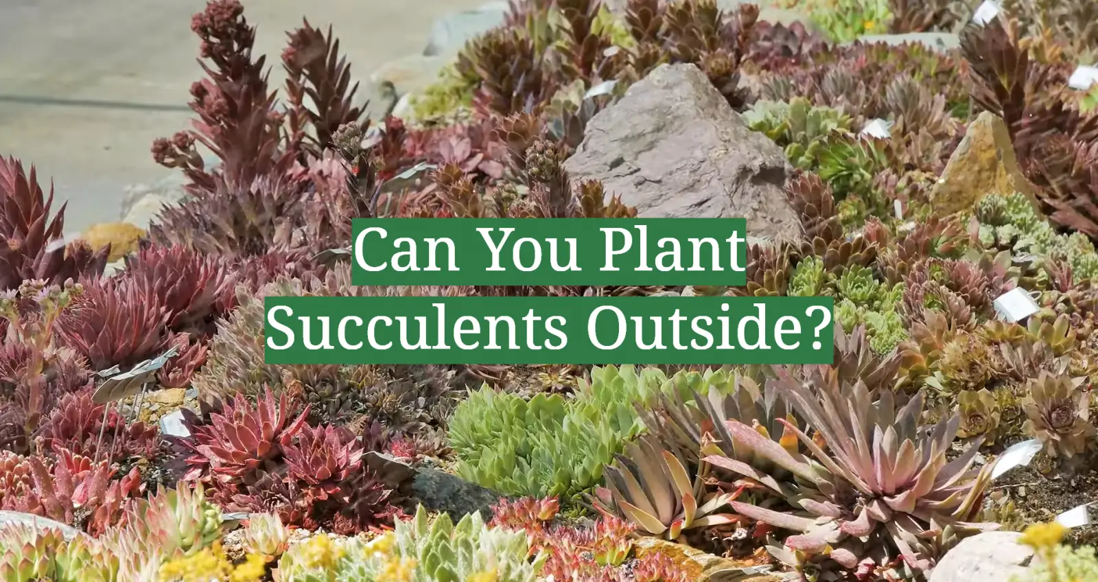 Can You Plant Succulents Outside?