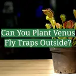 Can You Plant Venus Fly Traps Outside?