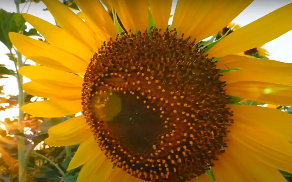 What is the Specialty of Growing Sunflowers?