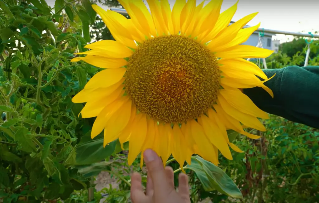 How long do sunflowers last?
