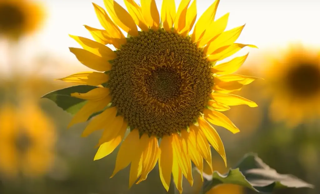 How To Transplant Sunflower Seedlings?