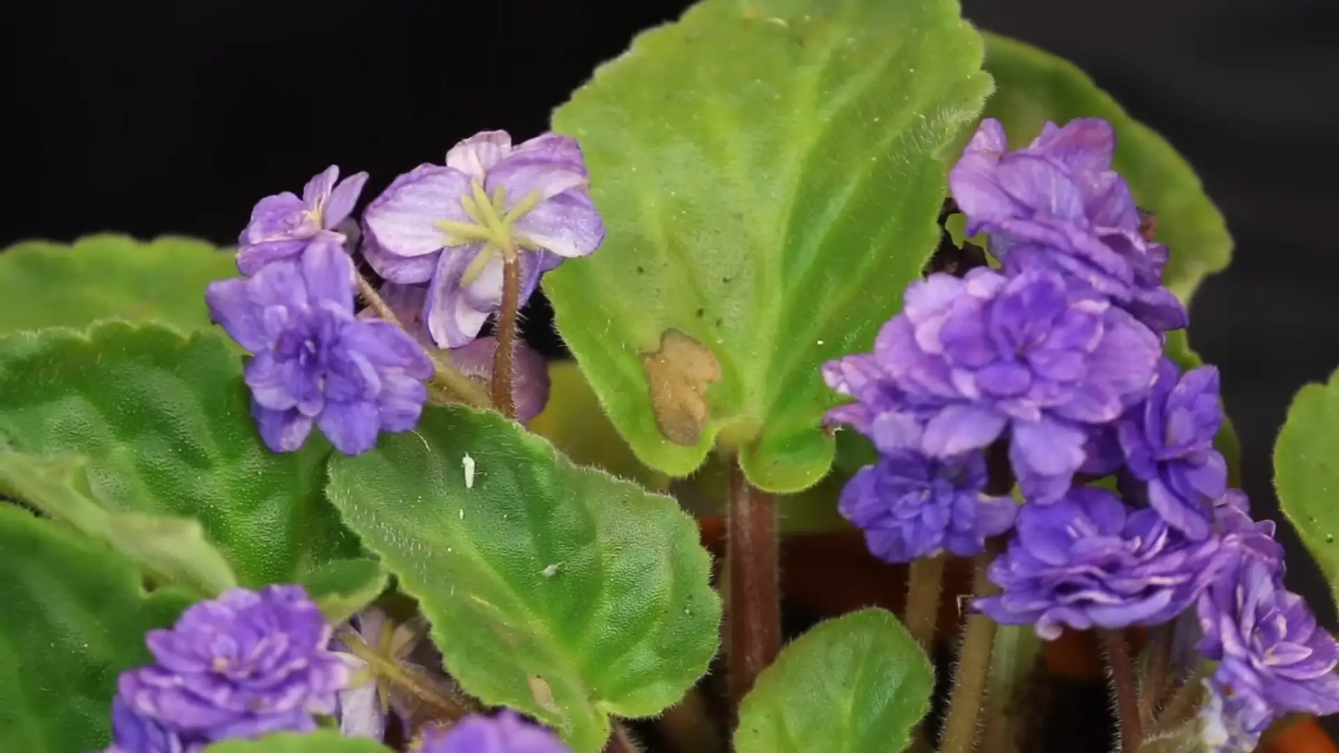 Caring for Outdoor African Violets