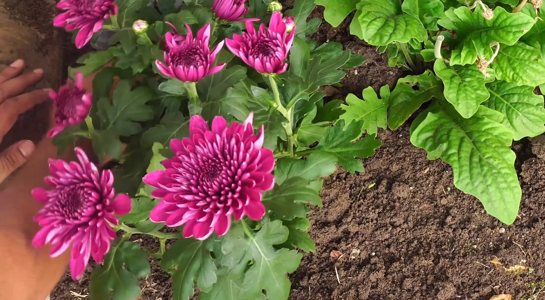 Caring for Outdoor Chrysanthemums