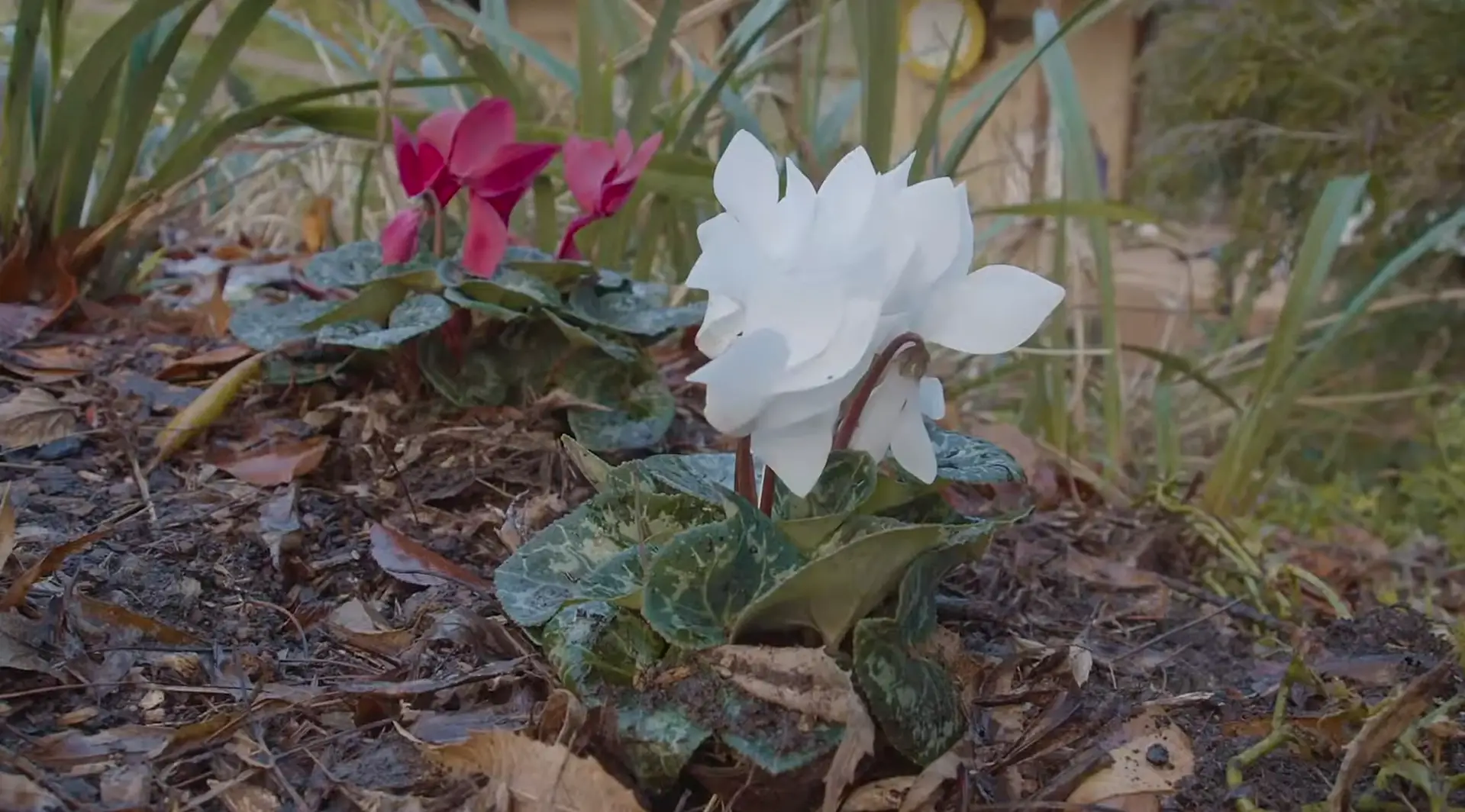 Caring for Outdoor Cyclamen