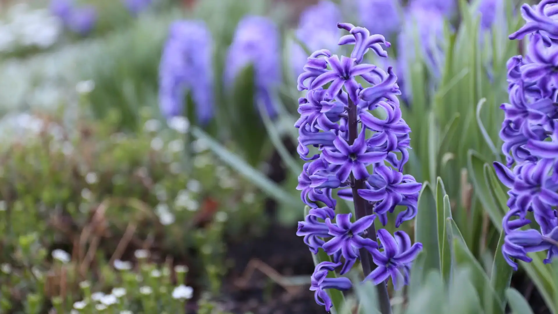 Caring for Outdoor Hyacinth