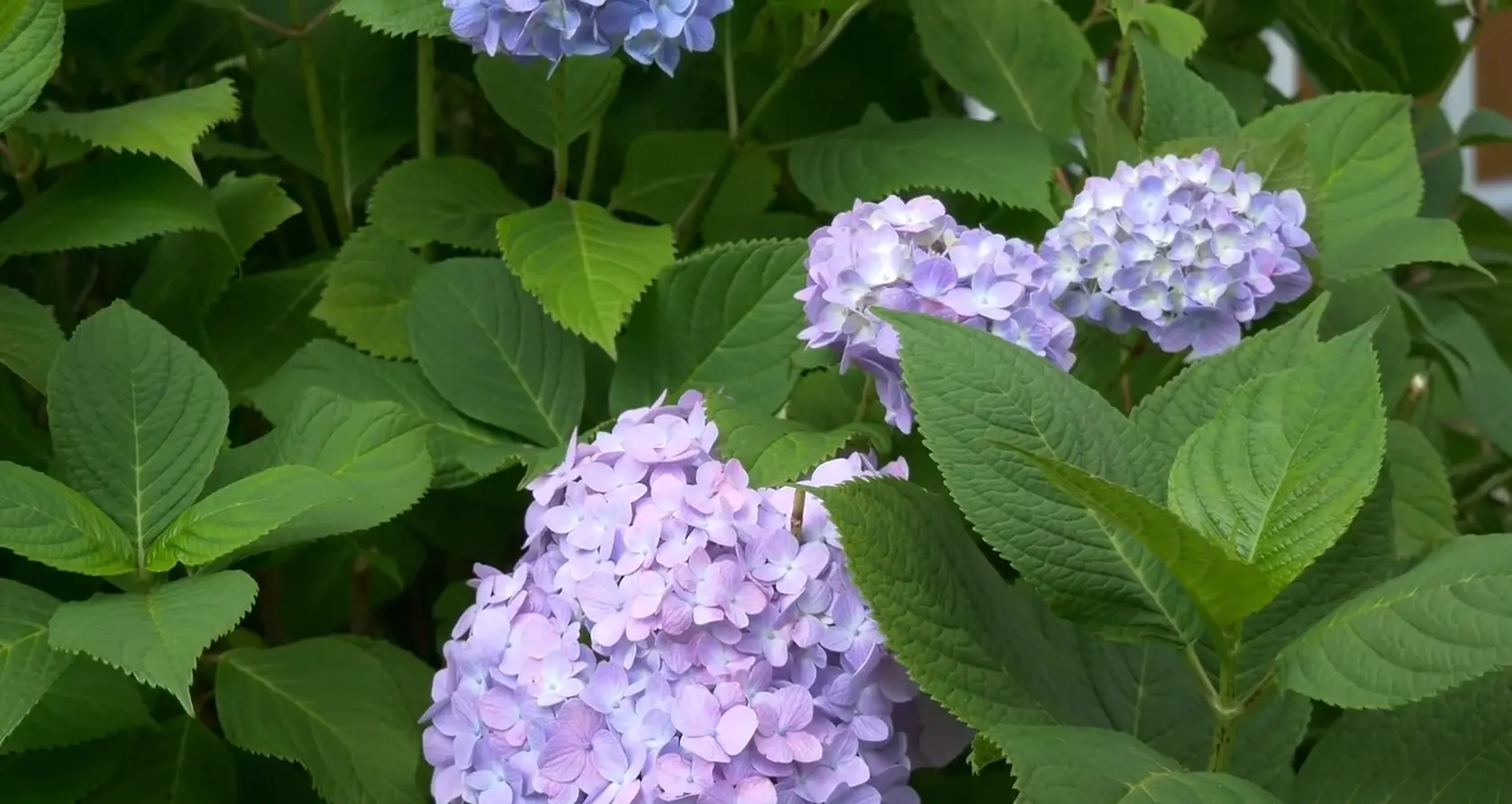 Caring for Outdoor Hydrangeas