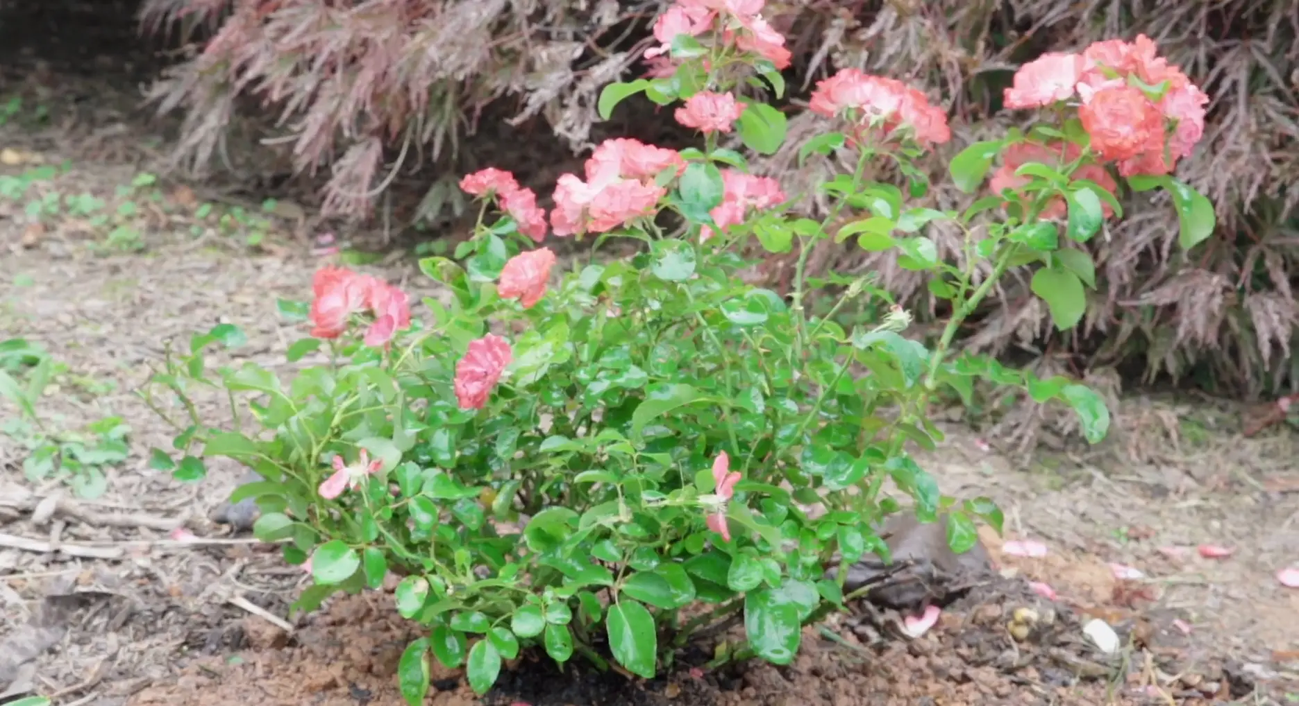 Caring for Outdoor Mini Roses
