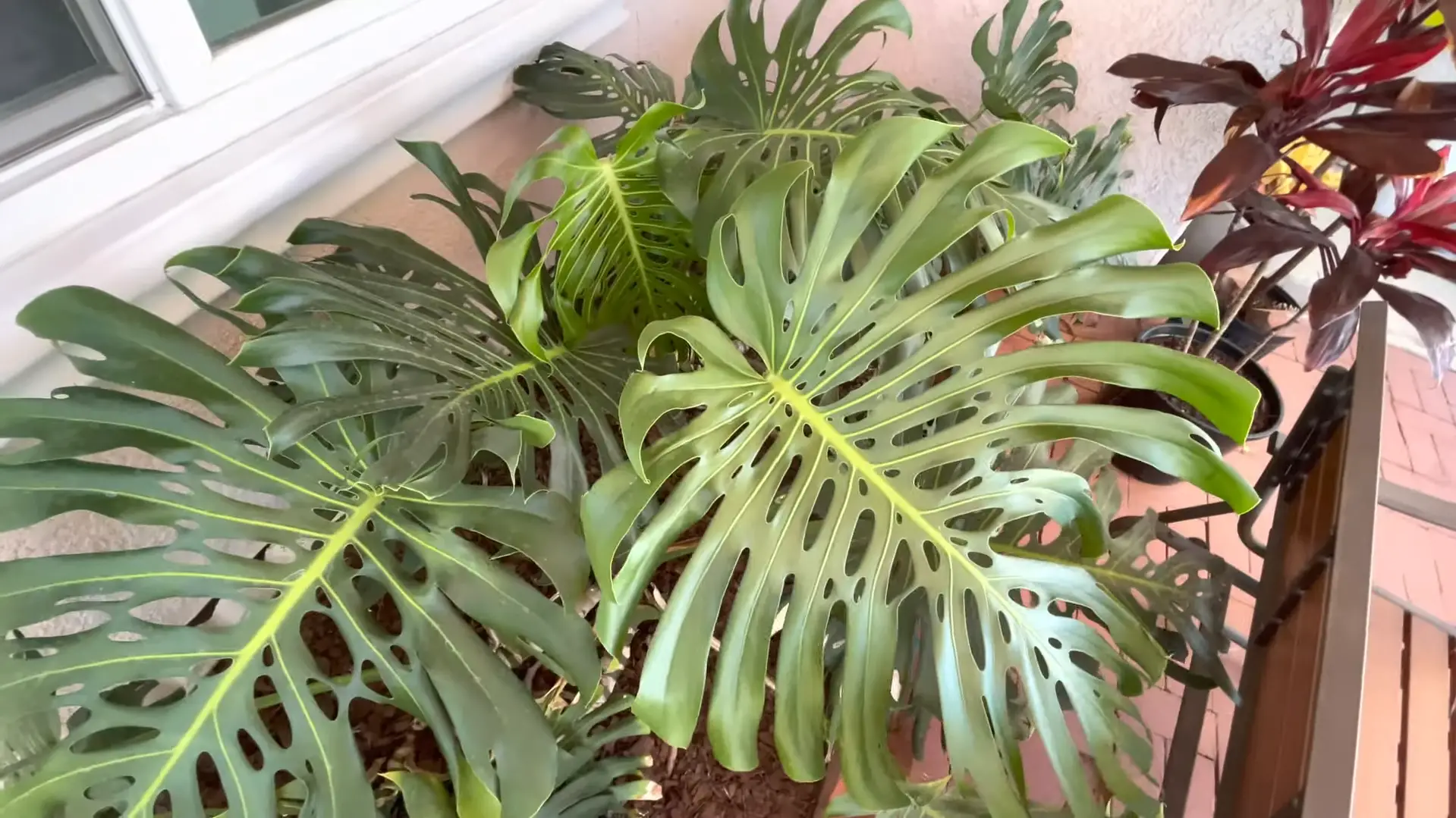 Caring for Outdoor Monstera