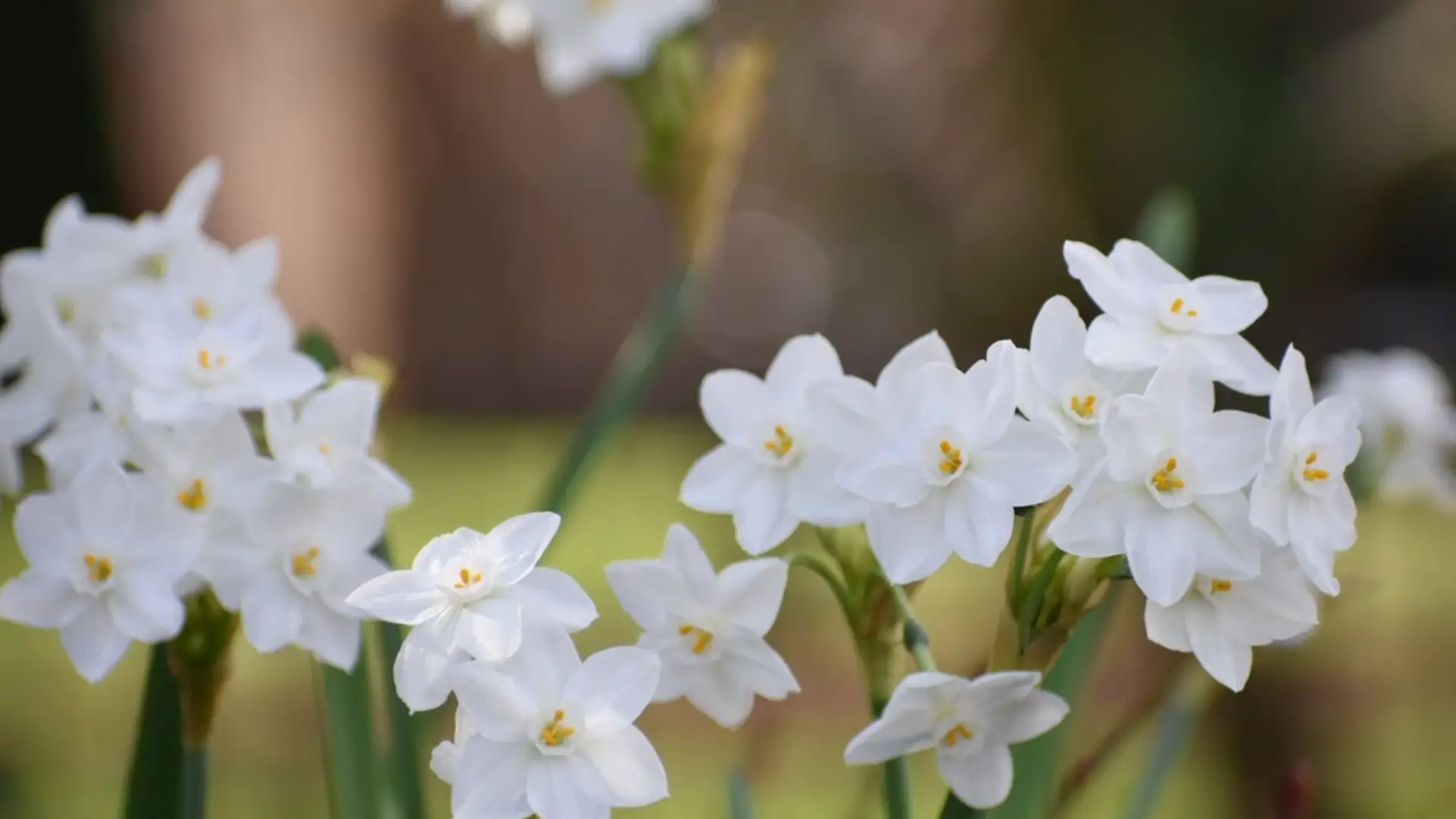 Caring for Outdoor Paperwhites