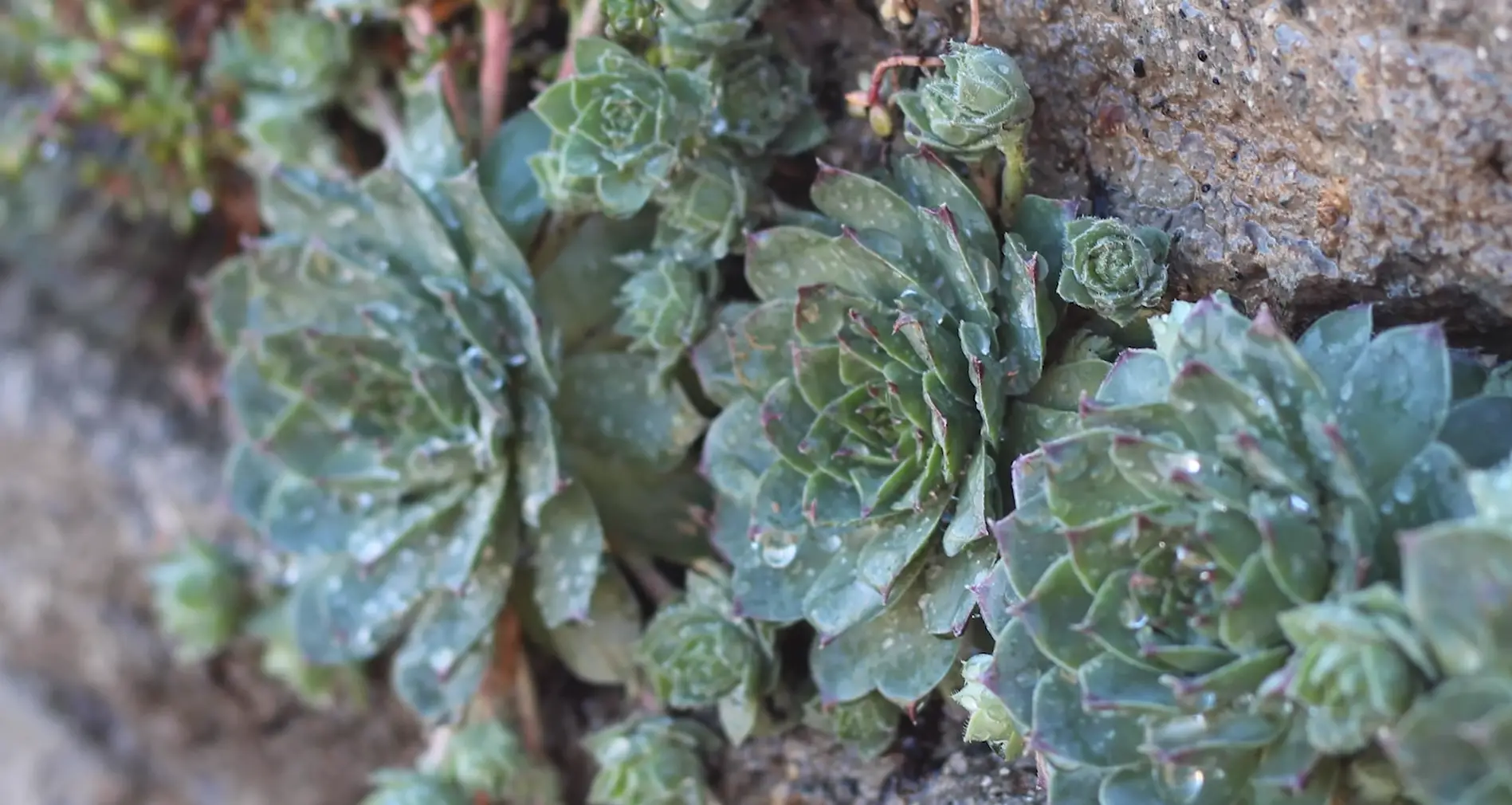 Caring for Outdoor Succulents