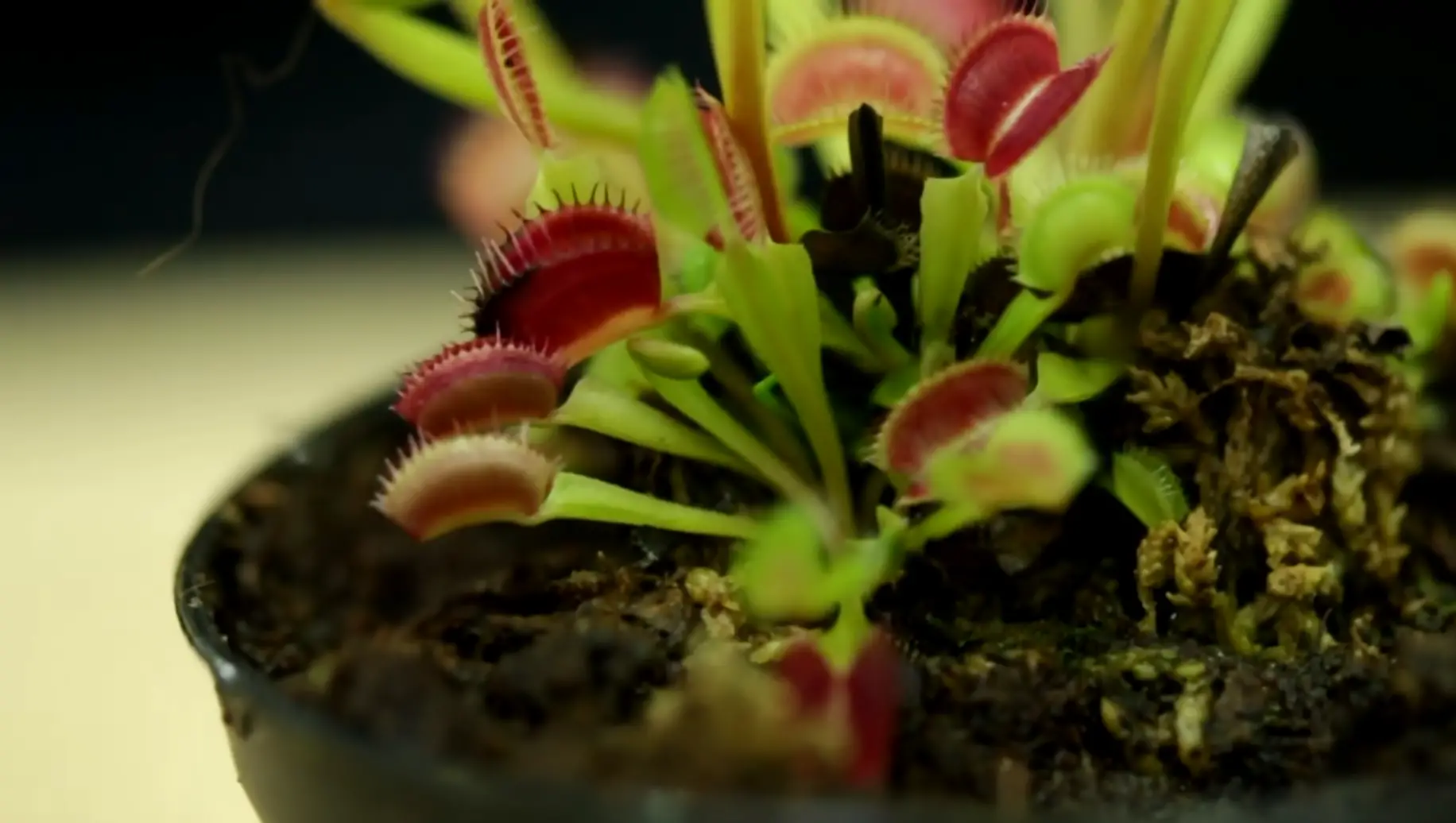 Caring for Outdoor Venus Fly Traps