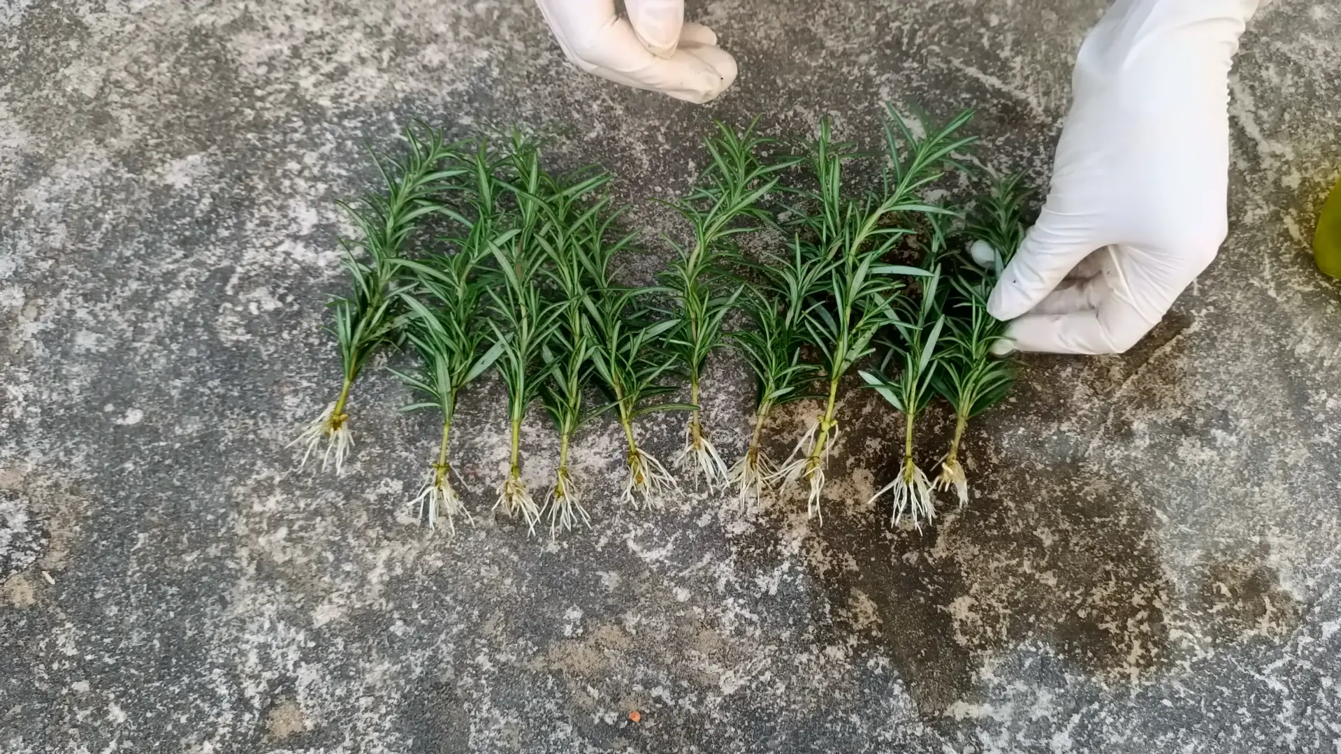 Caring for Rooted Rosemary Plants