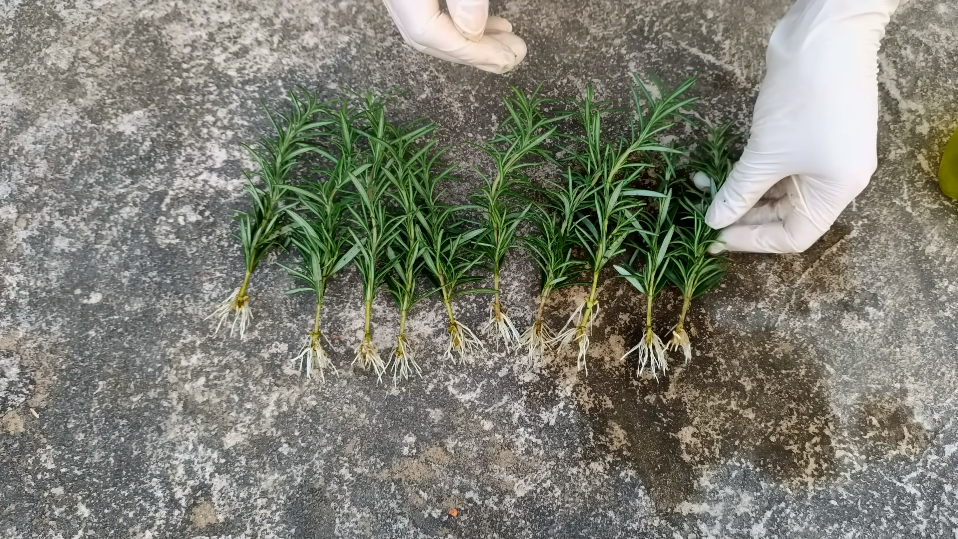 Caring for Rooted Rosemary Plants