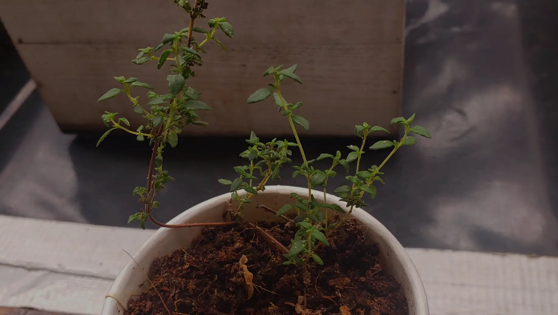 Caring for Rooted Thyme Plants
