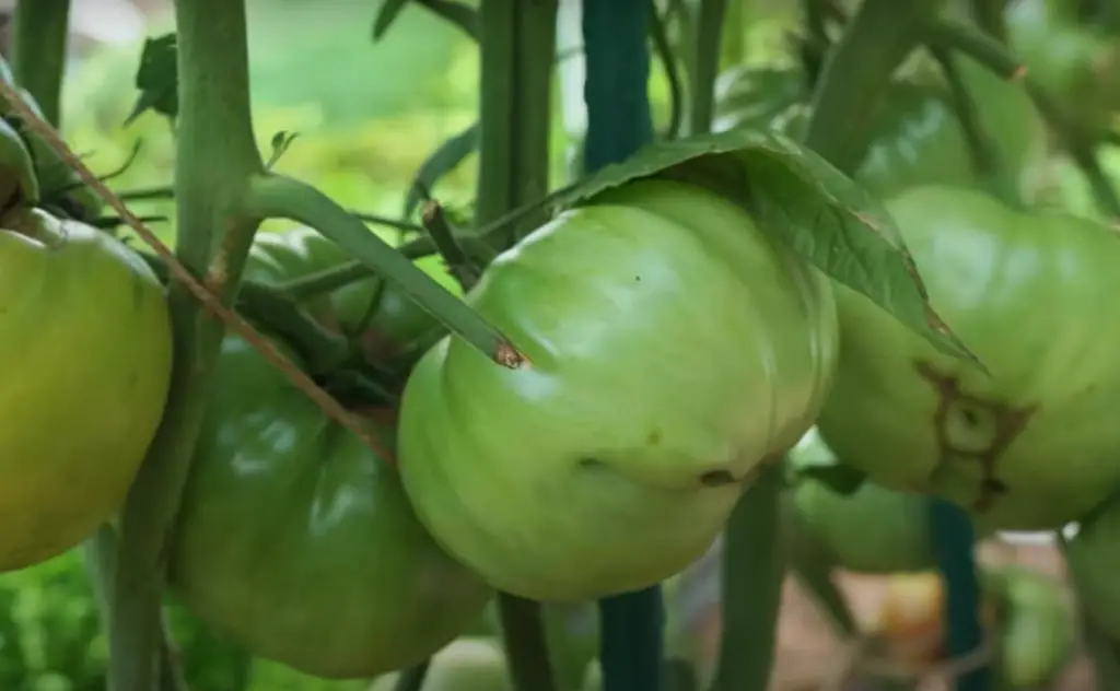 What are Tomatoes and What Conditions Do They Need to Grow?